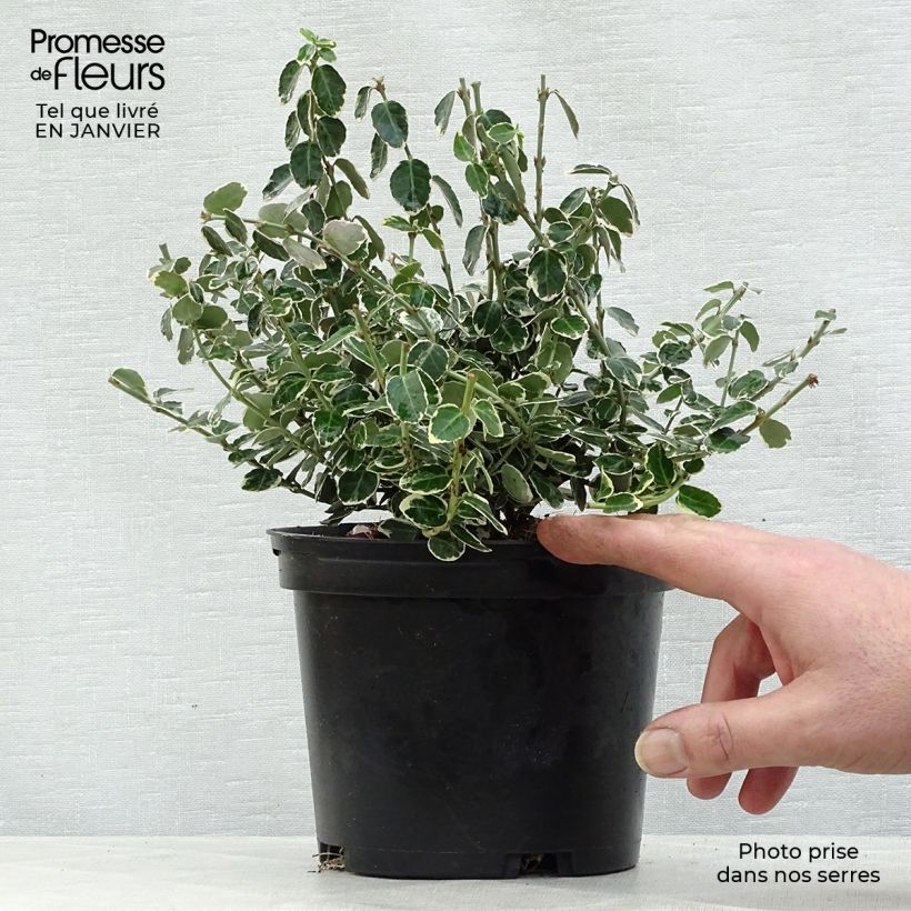 Amostra de Evónimo-trepador Emerald Gaiety - Euonymus fortunei Vaso de 8/9 cm tal como entregue no inverno