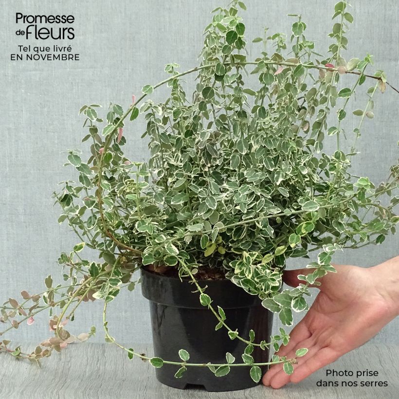Amostra de Evónimo-trepador Emerald Gaiety - Euonymus fortunei Vaso de 2 L/3 L tal como entregue no outono