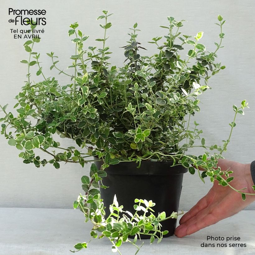 Amostra de Evónimo-trepador Emerald Gaiety - Euonymus fortunei Vaso de 2 L/3 L tal como entregue na primavera