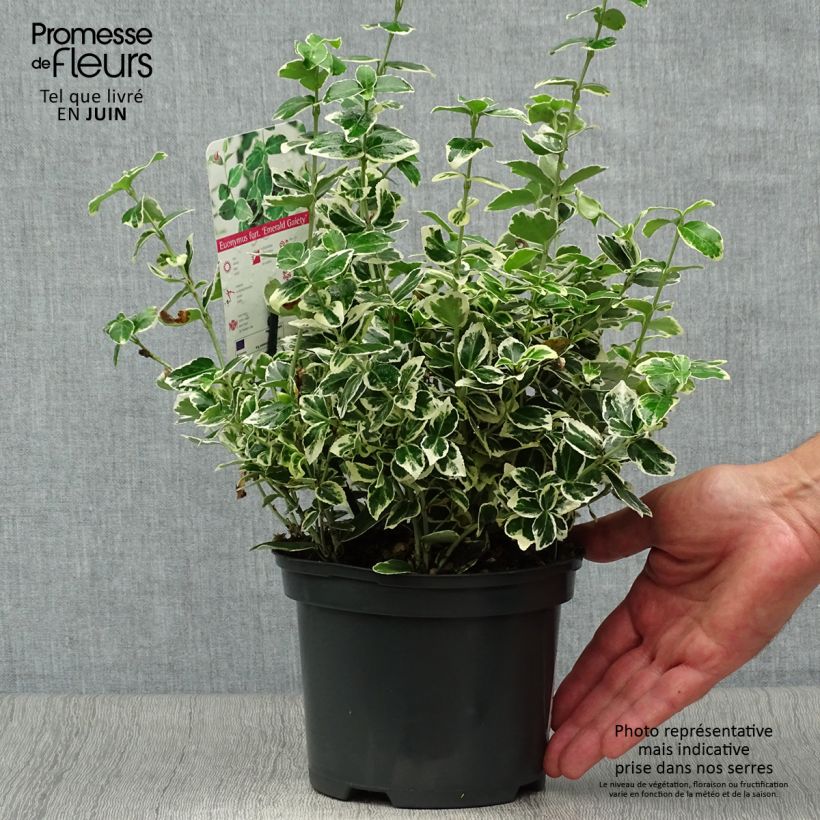 Amostra de Evónimo-trepador Emerald Gaiety - Euonymus fortunei Vaso de 2 L/3 L tal como entregue no verão