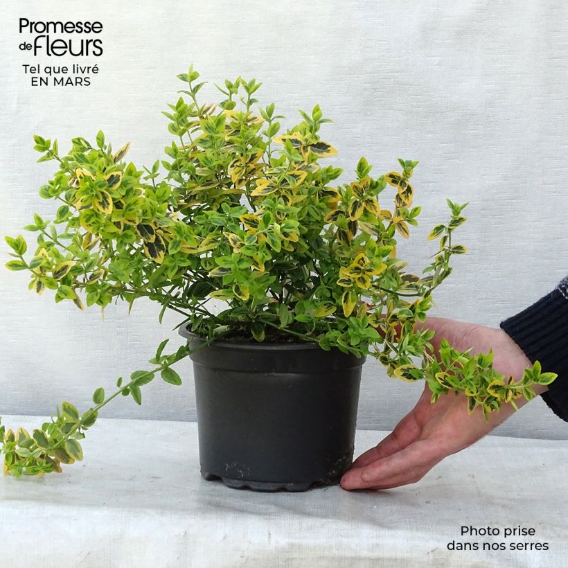 Amostra de Evónimo-trepador Emerald 'n gold - Euonymus fortunei Vaso de 2 L/3 L tal como entregue no inverno
