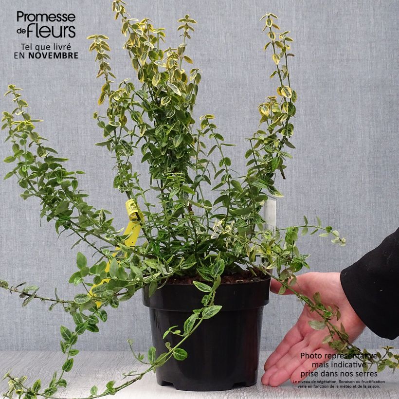 Amostra de Evónimo-trepador Emerald 'n gold - Euonymus fortunei Vaso de 2 L/3 L tal como entregue no outono