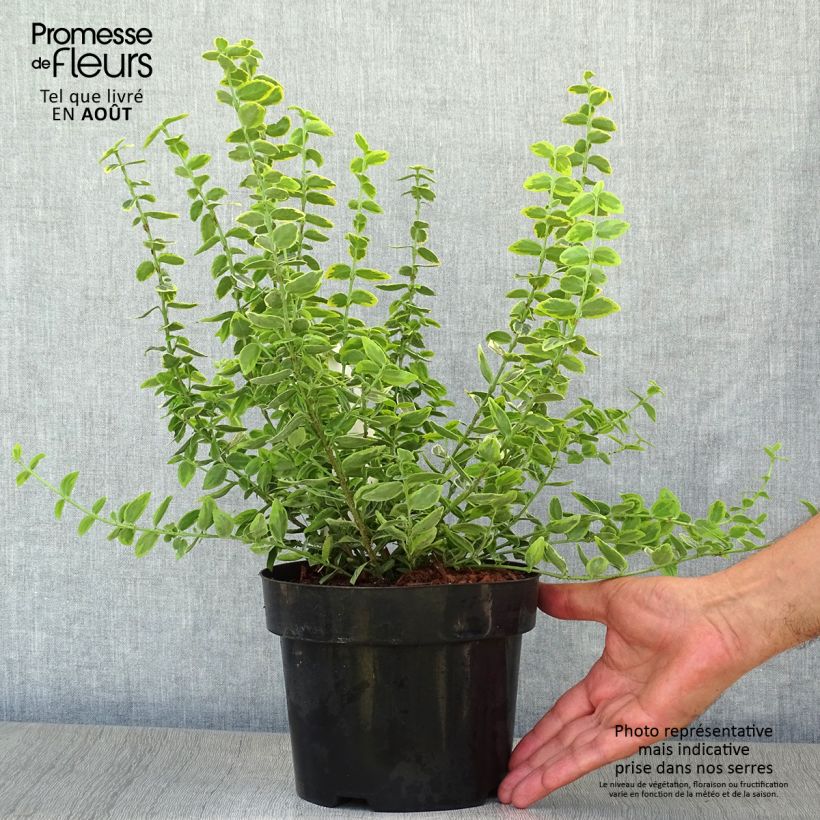 Amostra de Evónimo-trepador Emerald 'n gold - Euonymus fortunei Vaso de 2 L/3 L tal como entregue no verão