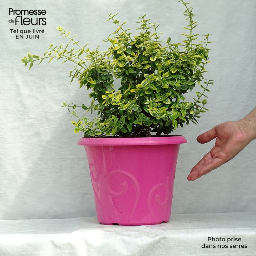 Amostra de Evónimo-trepador Emerald 'n gold - Euonymus fortunei Vaso de 4 L/5 L tal como entregue no verão