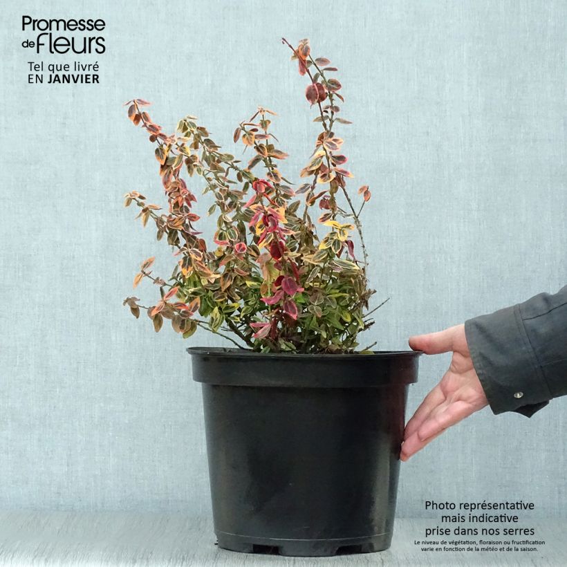 Amostra de Evónimo-trepador Emerald 'n gold - Euonymus fortunei Vaso de 4 L/5 L tal como entregue no inverno