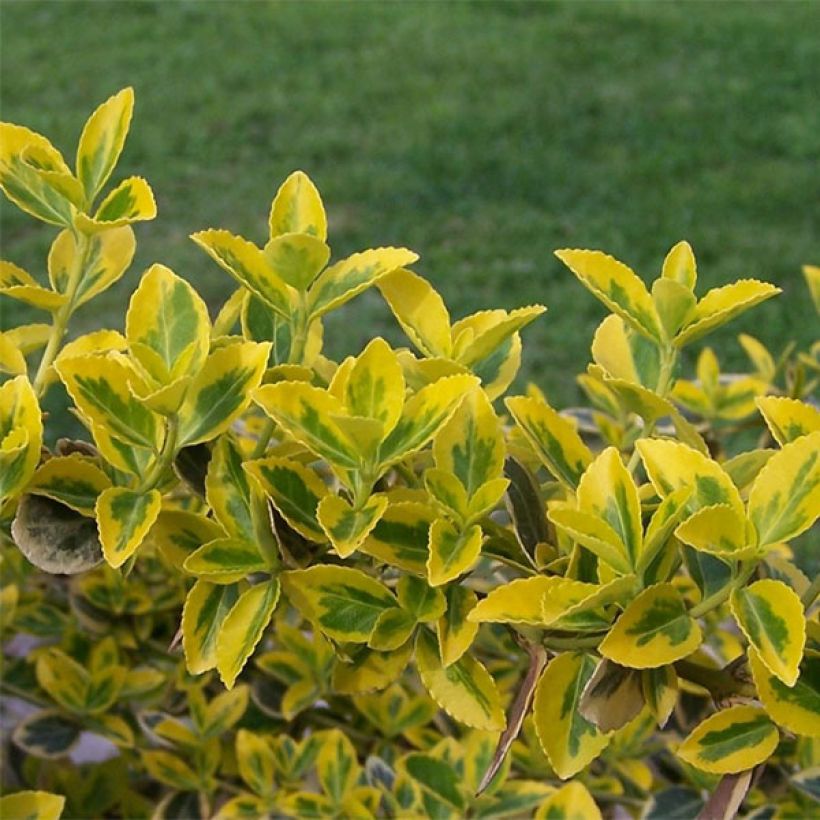 Evónimo-trepador Emerald 'n gold - Euonymus fortunei (Folhagem)