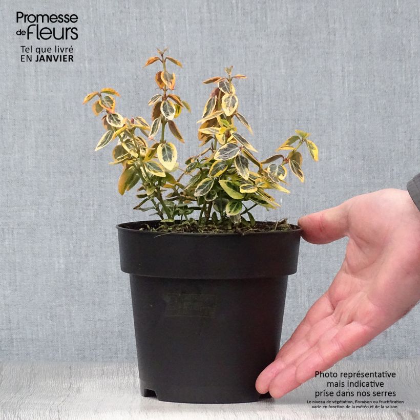 Amostra de Evónimo-trepador Emerald 'n gold - Euonymus fortunei Vaso de 1 L/1,5 L tal como entregue no inverno