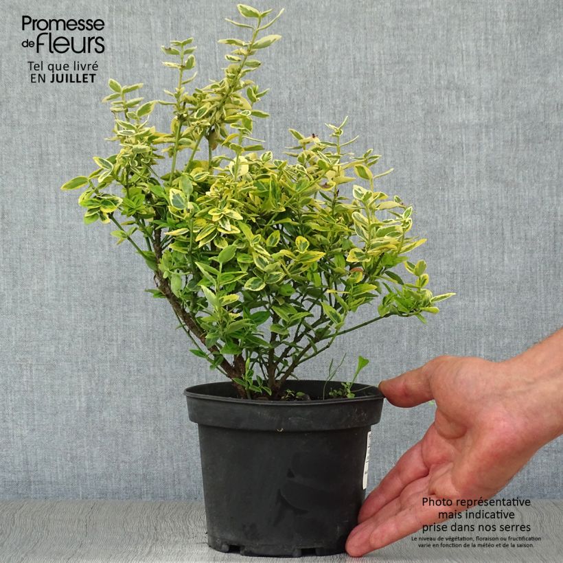 Amostra de Evónimo-trepador Emerald 'n gold - Euonymus fortunei Vaso de 1 L/1,5 L tal como entregue no verão