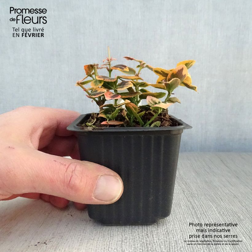 Amostra de Evónimo-trepador Emerald 'n gold - Euonymus fortunei Vaso de 8/9 cm tal como entregue no inverno