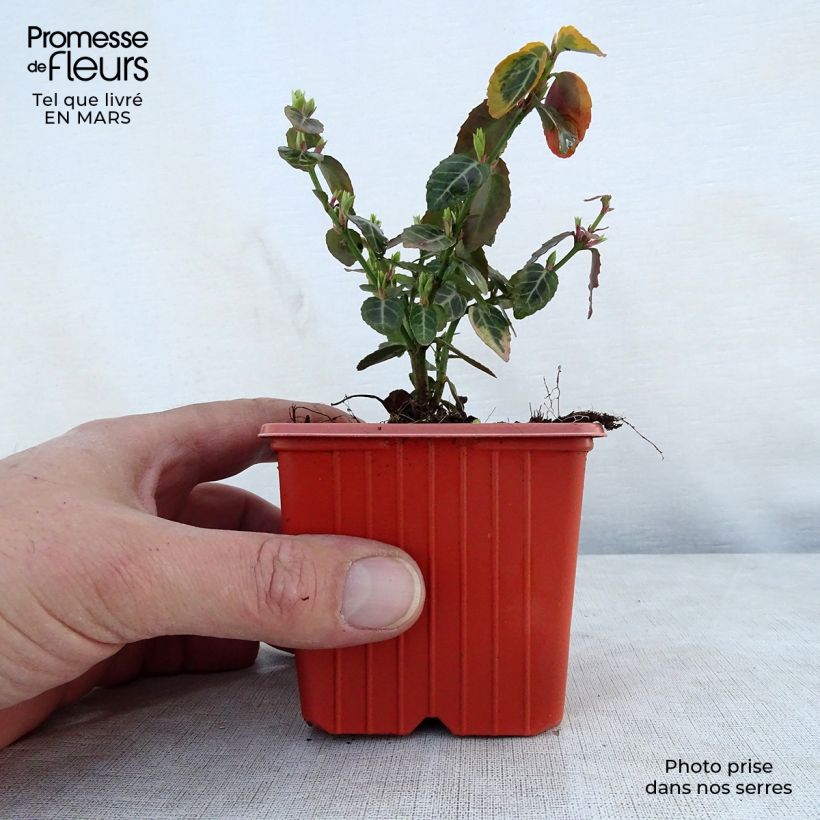 Amostra de Evónimo-trepador Emerald 'n gold - Euonymus fortunei Vaso de 8/9 cm tal como entregue na primavera
