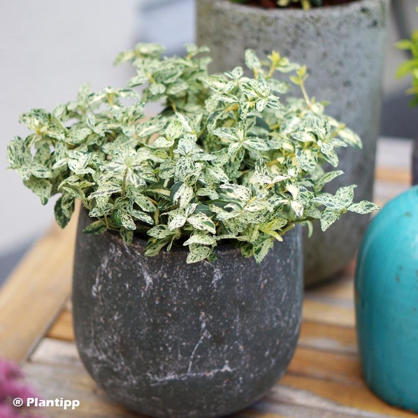 Evónimo-trepador Golden Harlequin - Euonymus fortunei (Hábito)