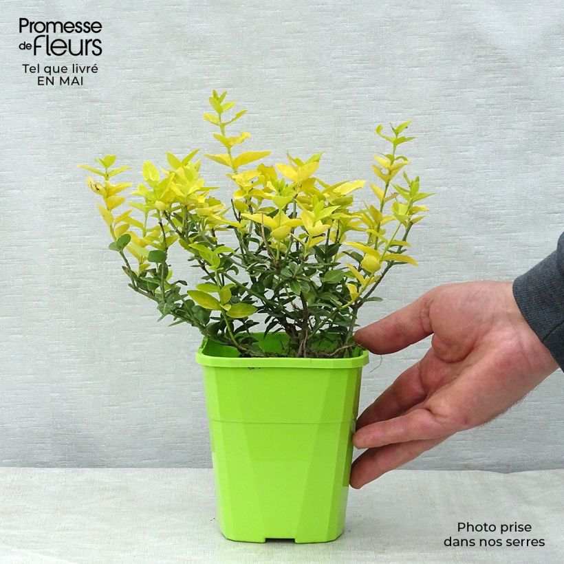 Amostra de Euonymus fortunei Goldy - Fusain persistant Vaso de 3 L/4 L tal como entregue na primavera