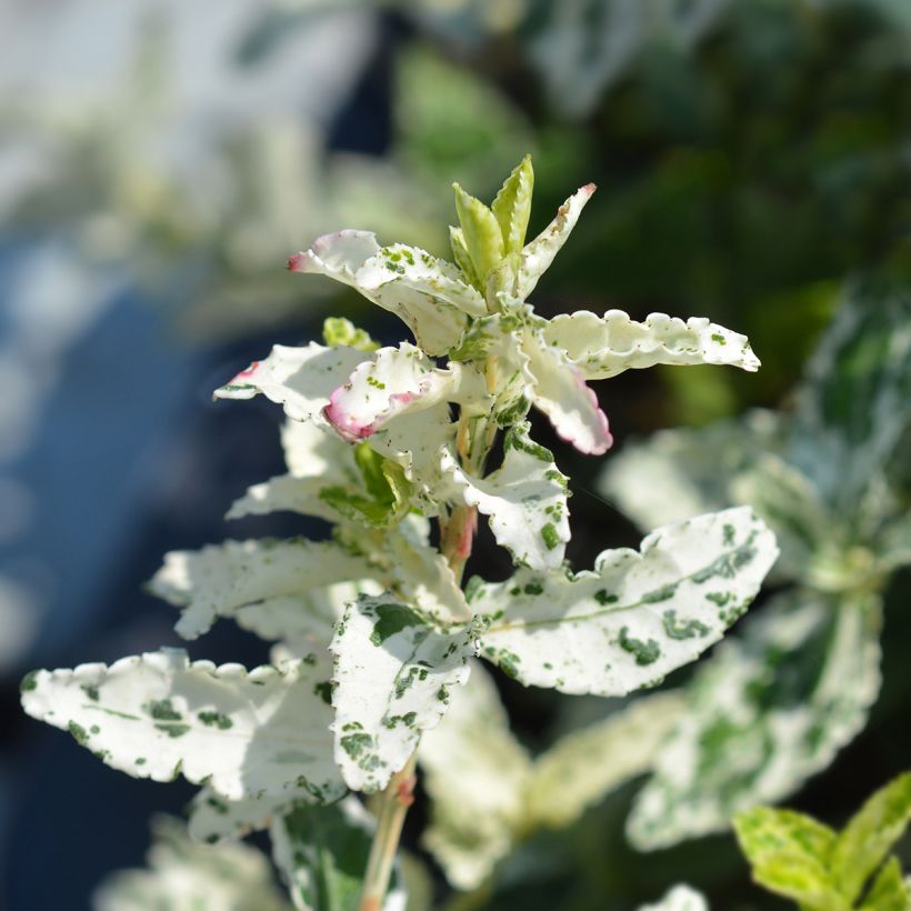 Evónimo-trepador Harlequin - Euonymus fortunei (Folhagem)