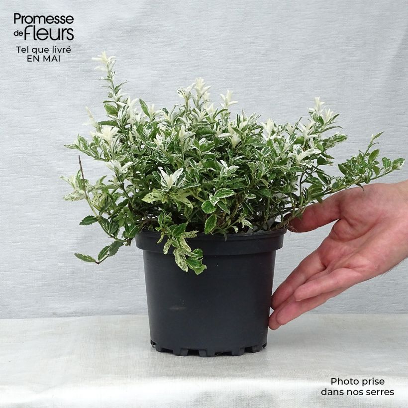 Amostra de Evónimo-trepador Harlequin - Euonymus fortunei Vaso de 2 L/3 L tal como entregue na primavera