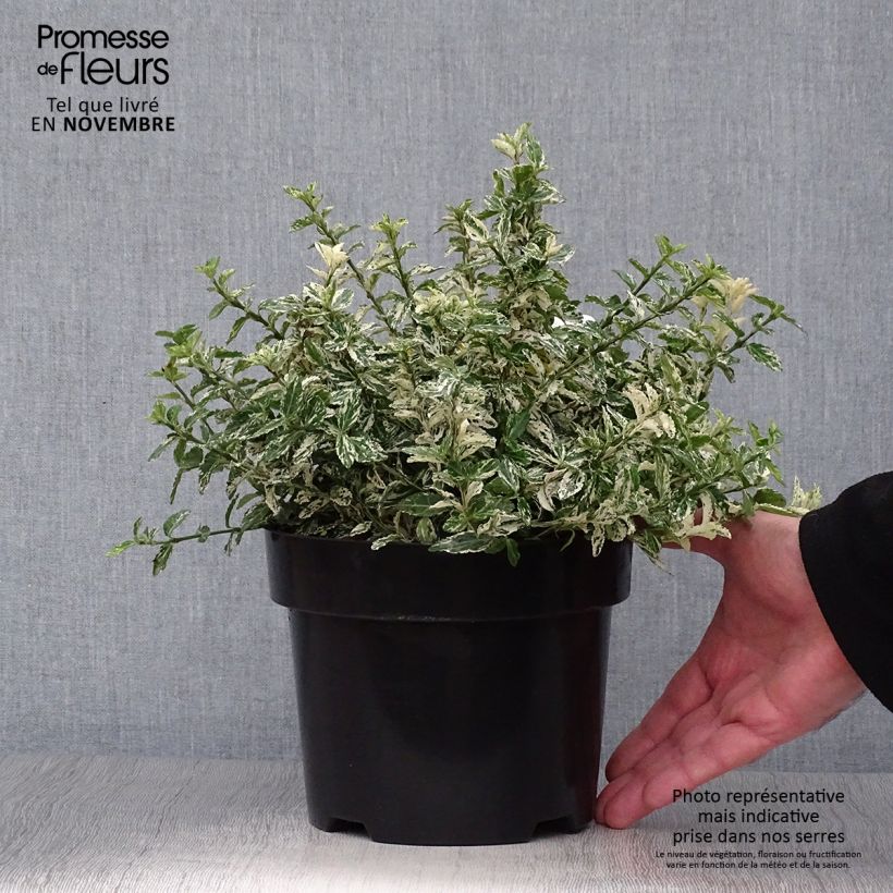 Amostra de Evónimo-trepador Harlequin - Euonymus fortunei Vaso de 2 L/3 L tal como entregue no outono