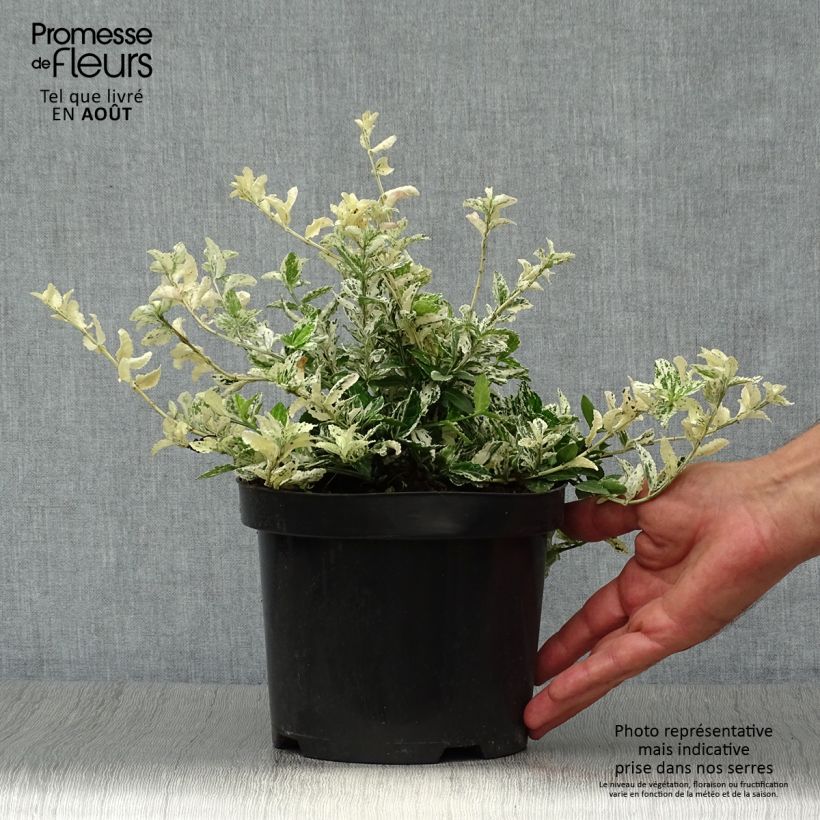 Amostra de Evónimo-trepador Harlequin - Euonymus fortunei Vaso de 2 L/3 L tal como entregue no verão