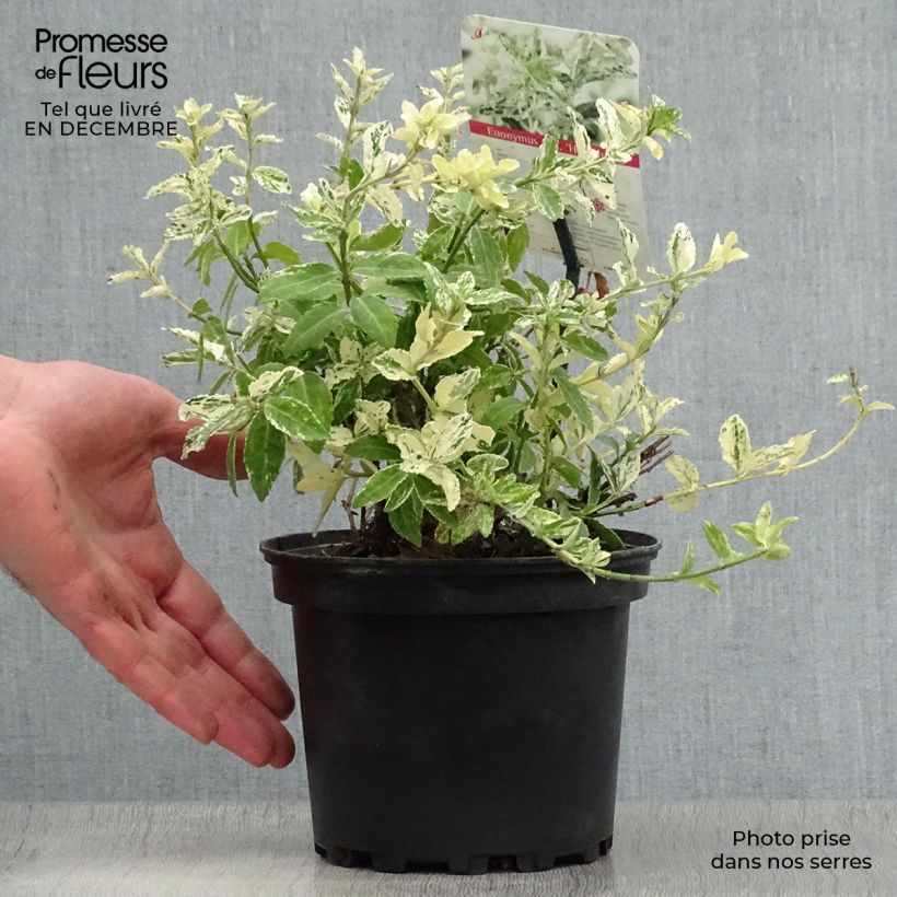 Amostra de Euonymus fortunei Harlequin - Fusain persistant panaché Vaso de 2 L/3 L tal como entregue no inverno