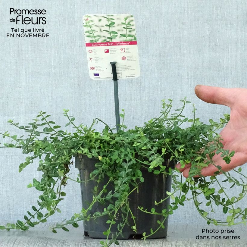 Amostra de Evónimo-trepador Minimus - Euonymus fortunei Vaso de 2 L/3 L tal como entregue no outono