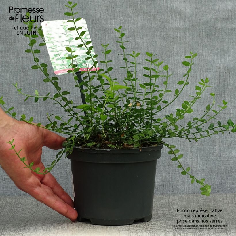 Amostra de Evónimo-trepador Minimus - Euonymus fortunei Vaso de 2 L/3 L tal como entregue no verão