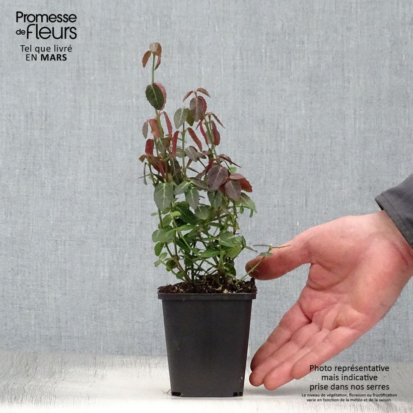 Amostra de Evónimo-trepador Radicans - Euonymus fortunei Vaso de 8/9 cm tal como entregue na primavera