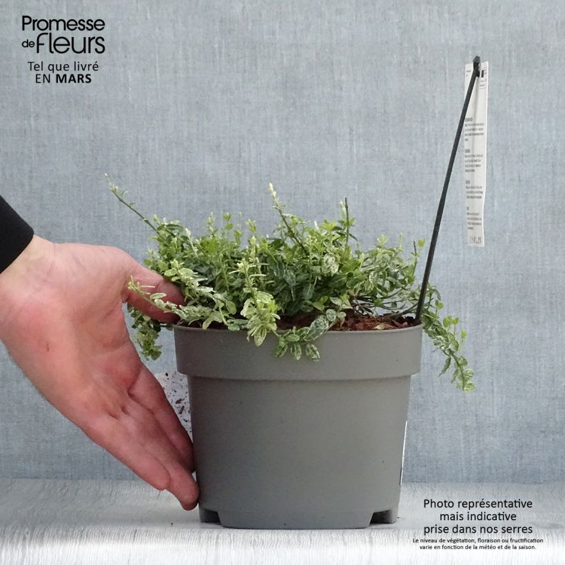 Amostra de Evónimo-trepador Silverstone - Euonymus fortunei Vaso de 2 L/3 L tal como entregue na primavera