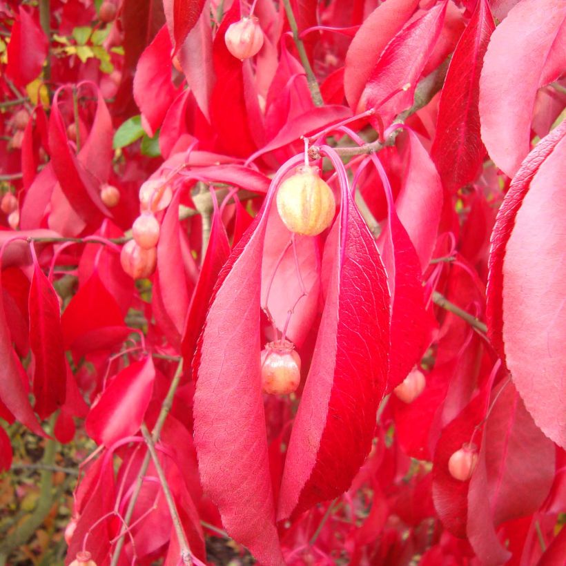 Euonymus grandiflorus Red Wine (Folhagem)