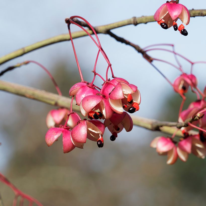 Euonymus grandiflorus Red Wine (Colheita)
