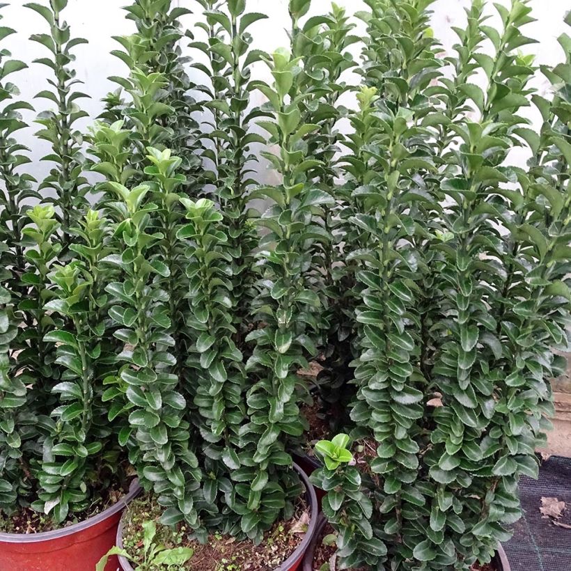 Evónimo do Japão Benkomasaki (Hábito)