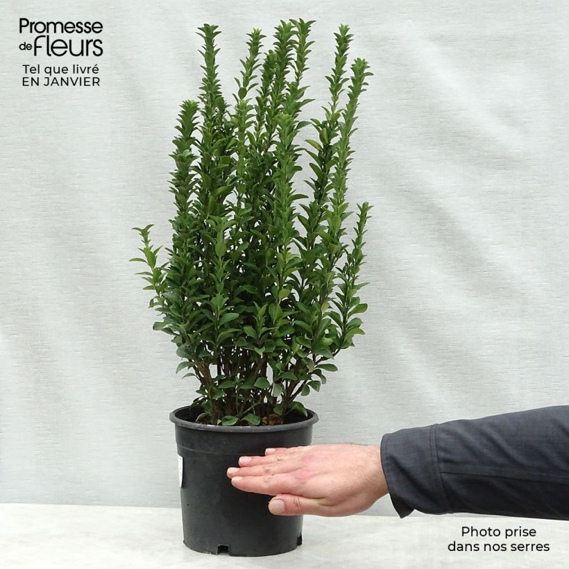 Amostra de Euonymus japonicus Benkomasaki (Erecta) Vaso de 2 L/3 L tal como entregue no inverno