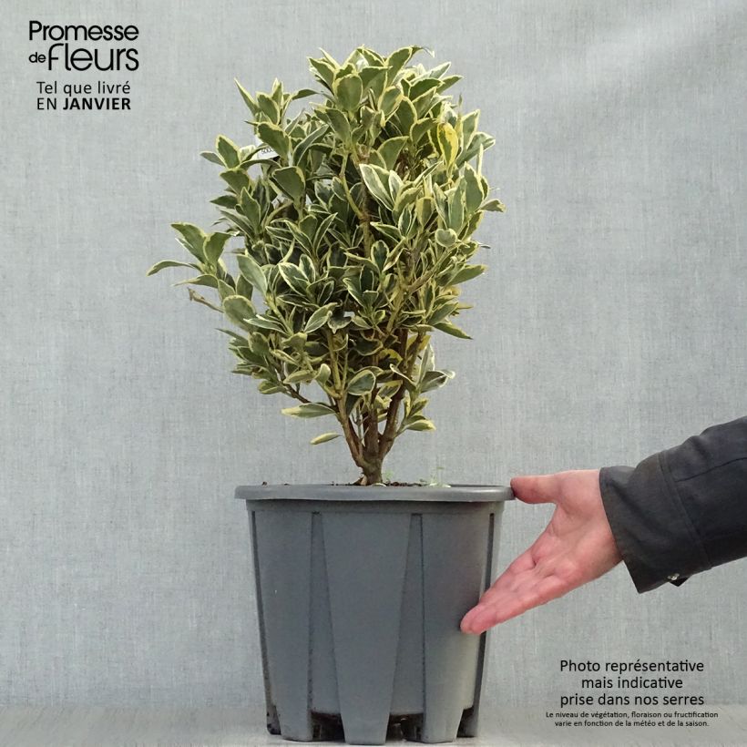 Amostra de Euonymus japonicus Bravo - Fusain du Japon Vaso de 7,5 L/10 L tal como entregue no inverno