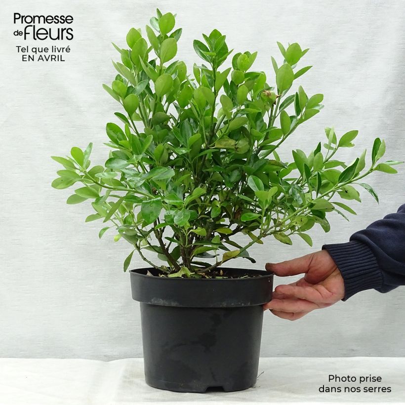 Amostra de Euonymus japonicus Vaso de 2 L/3 L tal como entregue na primavera