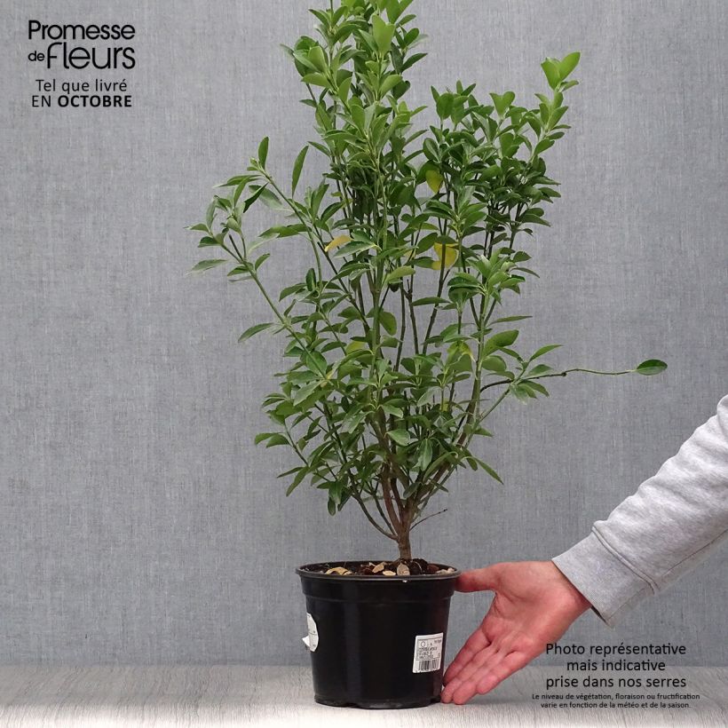 Amostra de Euonymus japonicus Vaso de 2 L/3 L tal como entregue no outono