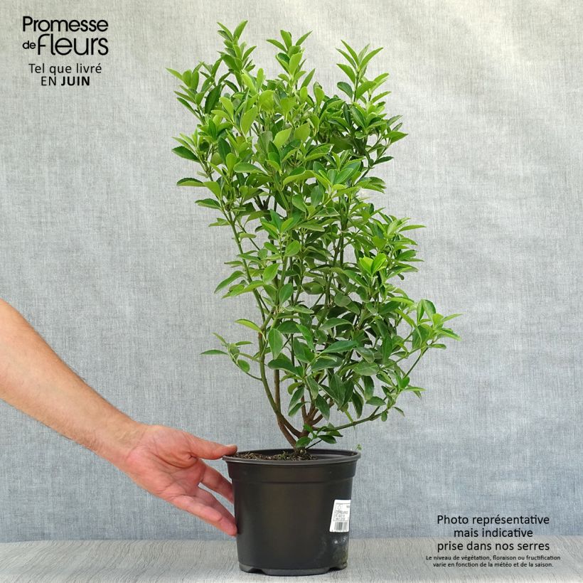 Amostra de Euonymus japonicus Vaso de 2 L/3 L tal como entregue no verão
