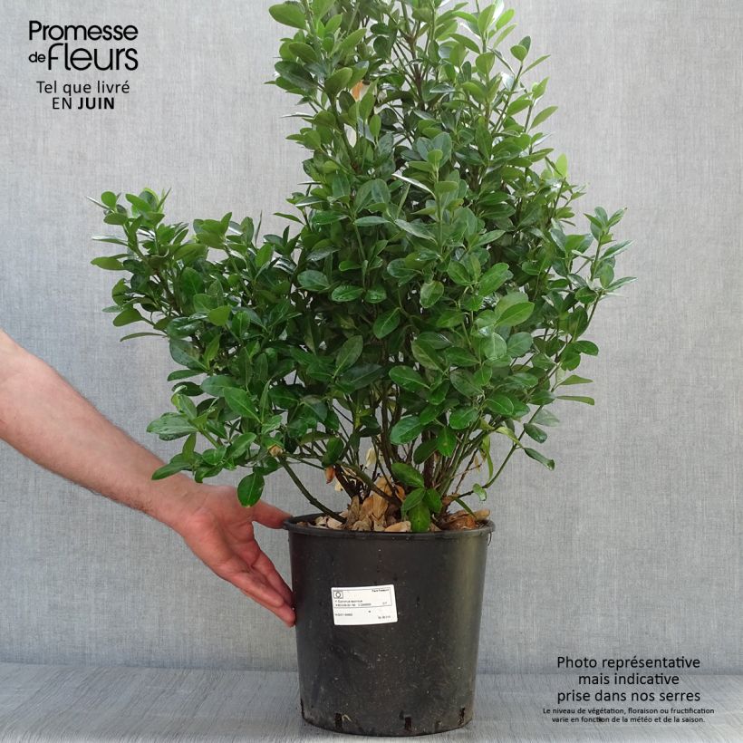 Amostra de Euonymus japonicus Vaso de 7,5 L/10 L tal como entregue no verão