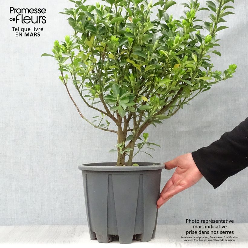 Amostra de Euonymus japonicus Vaso de 7,5 L/10 L tal como entregue na primavera