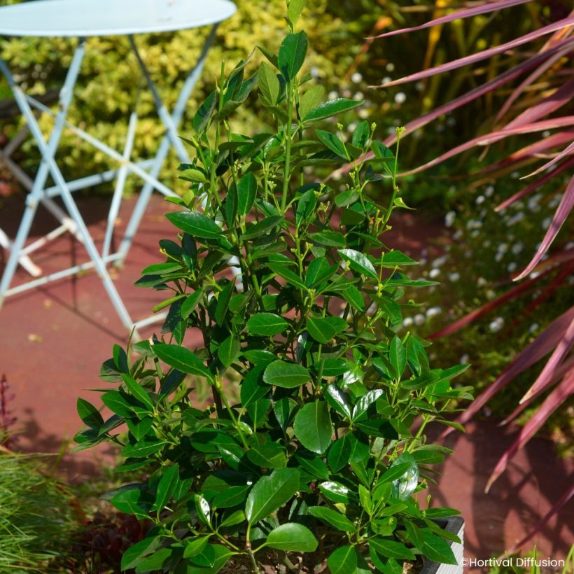 Evónimo do Japão Green Millenium (Hábito)