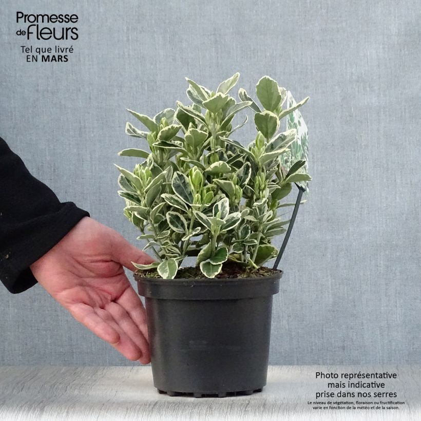 Amostra de Evónimo do Japão Kathy Vaso de 2 L/3 L tal como entregue na primavera