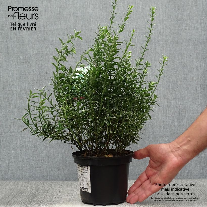 Amostra de Evónimo do Japão Microphyllus Albovariegatus Vaso de 2 L/3 L tal como entregue no outono