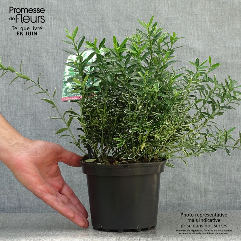 Amostra de Evónimo do Japão Microphyllus Albovariegatus Vaso de 2 L/3 L tal como entregue no verão