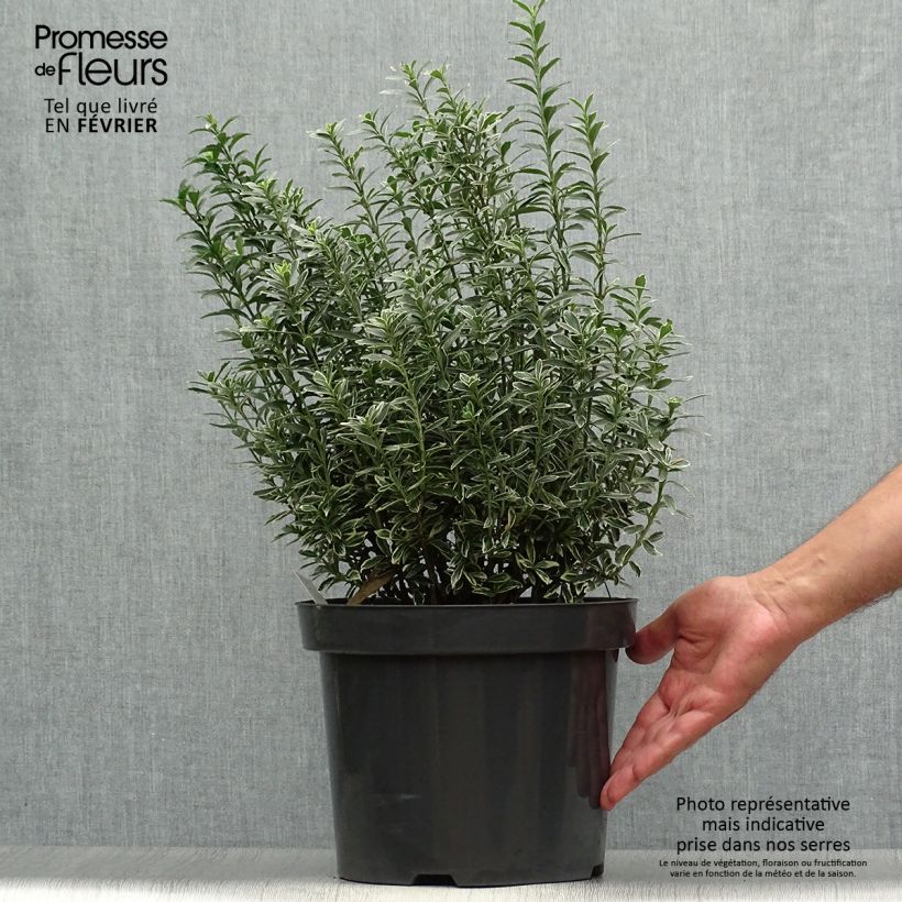 Amostra de Evónimo do Japão Microphyllus Albovariegatus Vaso de 7,5 L/10 L tal como entregue no outono