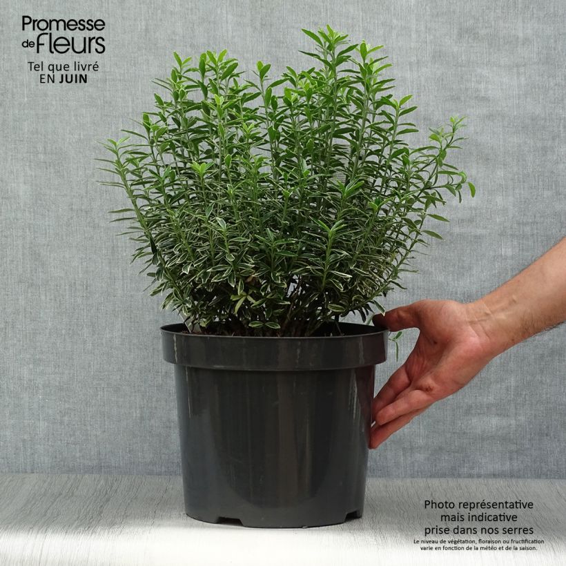 Amostra de Evónimo do Japão Microphyllus Albovariegatus Vaso de 7,5 L/10 L tal como entregue no verão