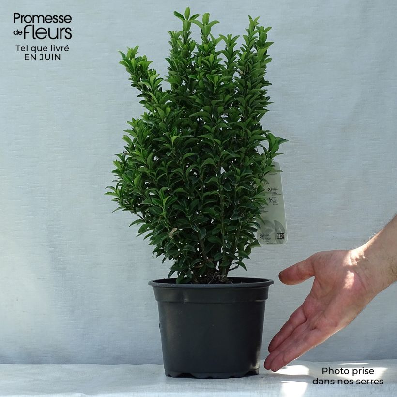 Amostra de Evónimo do Japão Microphyllus Vaso de 2 L/3 L tal como entregue no verão
