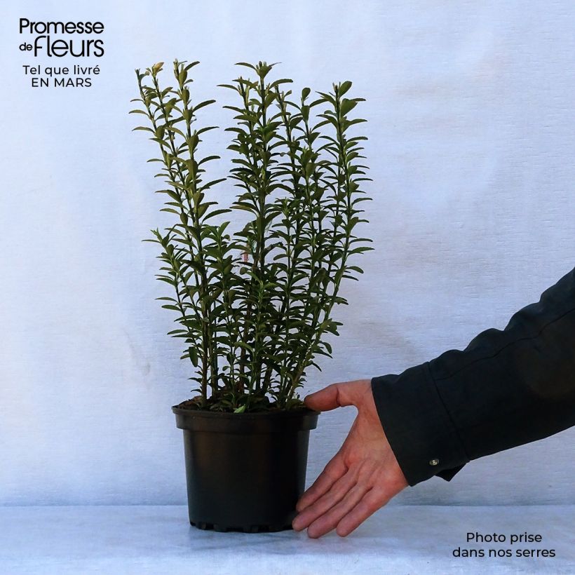 Amostra de Evónimo do Japão Microphyllus Vaso de 2 L/3 L tal como entregue na primavera