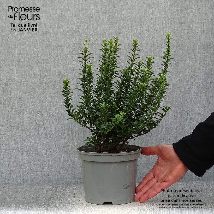 Amostra de Euonymus japonicus Microphyllus  - Fusain du Japon Vaso de 2 L/3 L tal como entregue no inverno