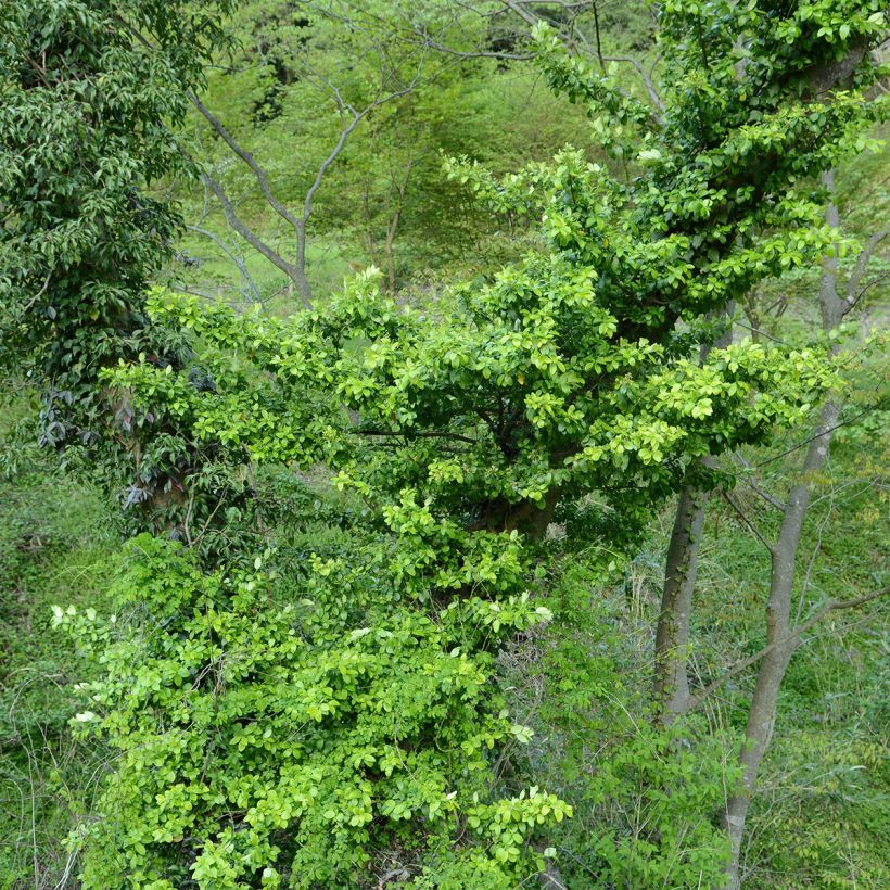 Evónimo do Japão Microphyllus (Hábito)