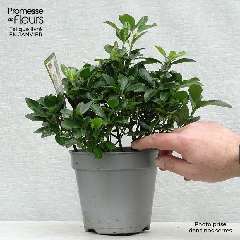 Amostra de Euonymus japonicus Pierrolino - Fusain du Japon Vaso de 1,5 L/2 L tal como entregue no inverno