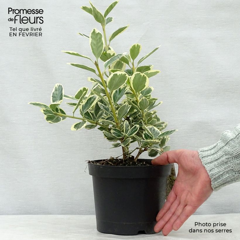 Amostra de Euonymus japonicus Président Gauthier - Fusain du Japon Vaso de 2 L/3 L tal como entregue no inverno