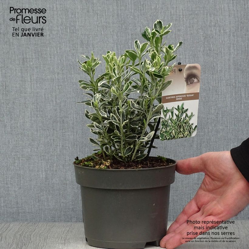 Amostra de Euonymus japonicus Suzanne - Fusain du Japon Vaso de 2 L/3 L tal como entregue no inverno