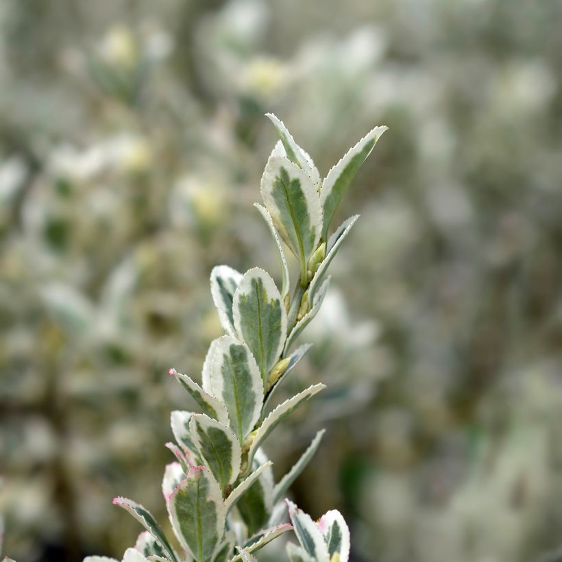 Evónimo do Japão White Spire (Folhagem)