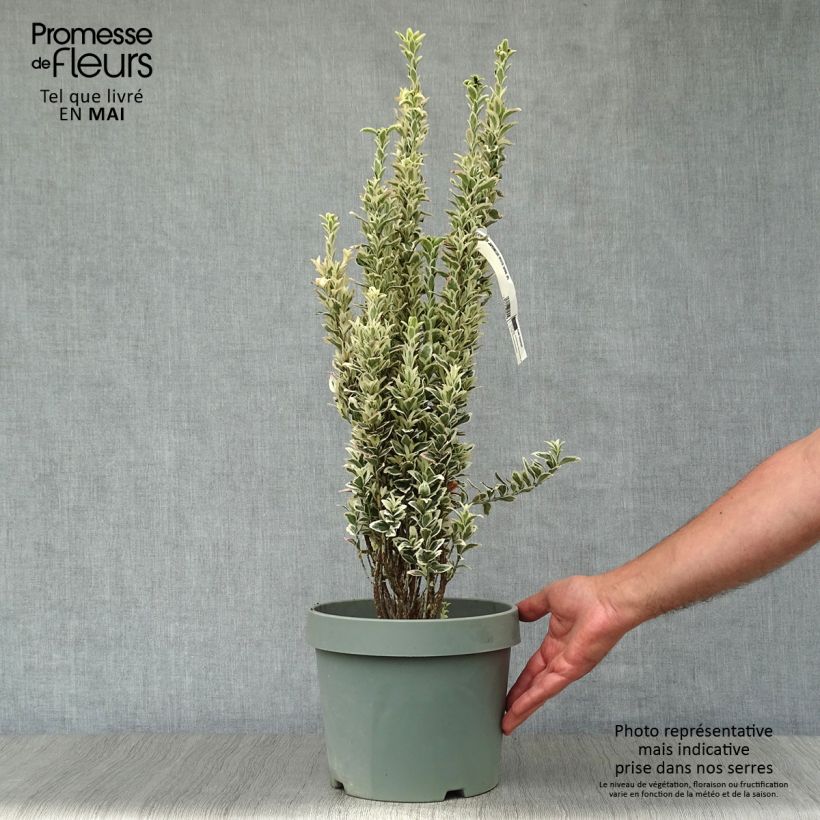 Amostra de Evónimo do Japão White Spire Vaso de 7,5 L/10 L tal como entregue na primavera